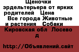 Щеночки эрдельтерьера от ярких родителей › Цена ­ 25 000 - Все города Животные и растения » Собаки   . Кировская обл.,Лосево д.